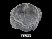 藏品(雲母蛤)的圖片